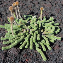 Plant in the volcanic rocks on the way to Cerro Laguna Escondida